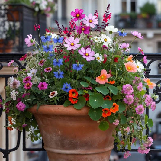Flowering Balcony Collection - Summer Garden