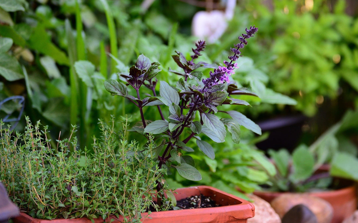 Fontana Seeds