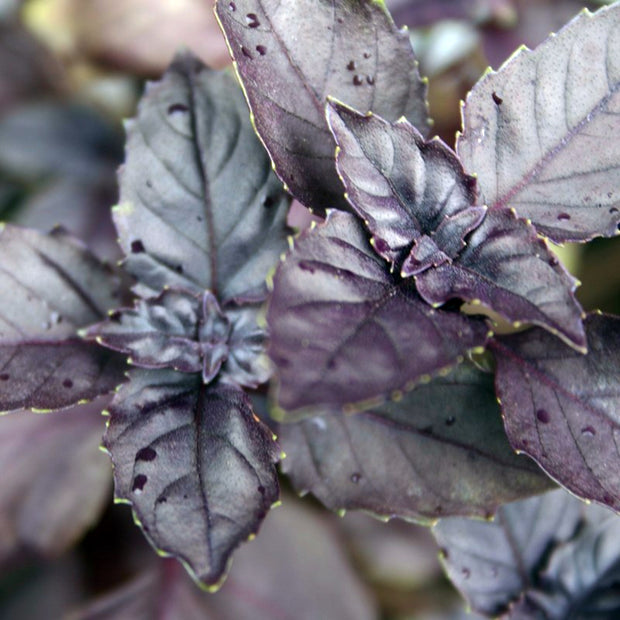 Organic Basil Dark Opal