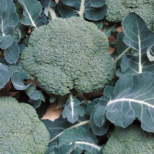 Organic Broccoli Belstar Seeds