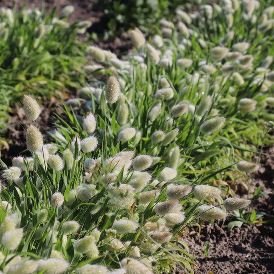 bunny tails