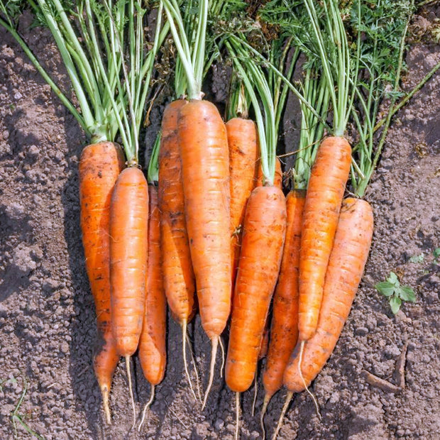 Organic Carrot Nantes