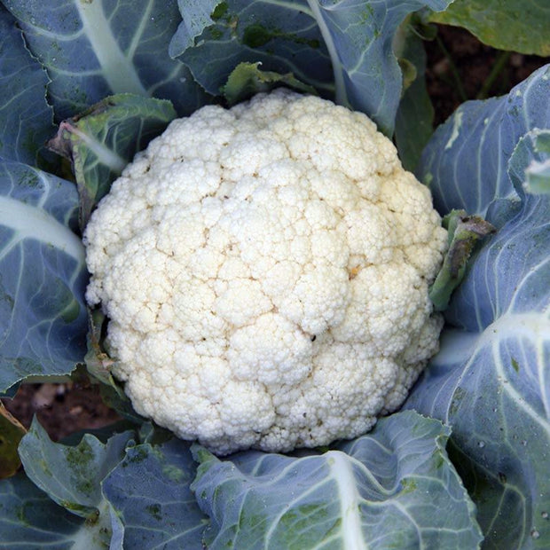 Organic Cauliflower Flora Blanca Seeds