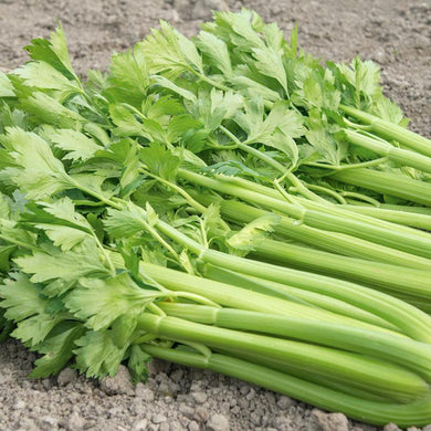 Organic Celery Tango
