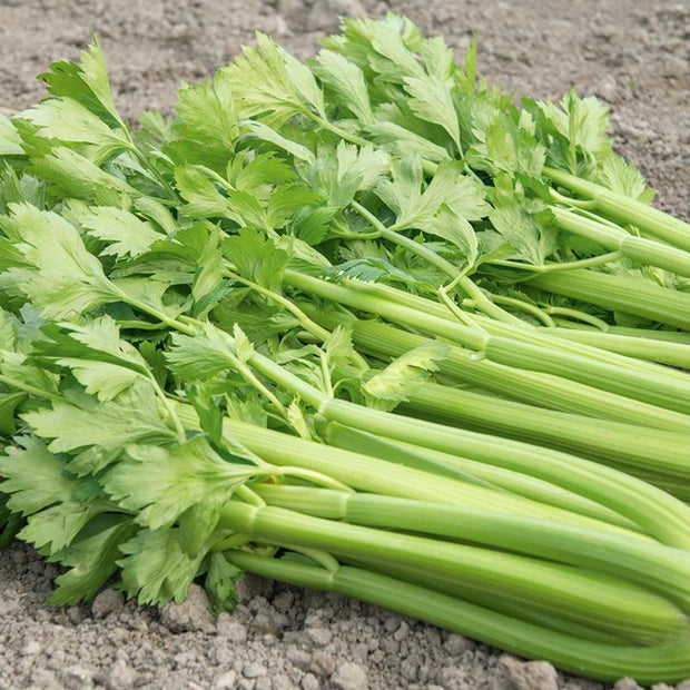 Celery Tango Seeds