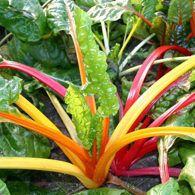 Chard Fireworks Seeds