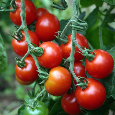 Bio-Kirschtomaten-Zuckertraube