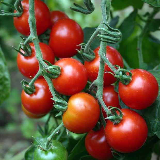 Cherry Tomato Zuckertraube Seeds