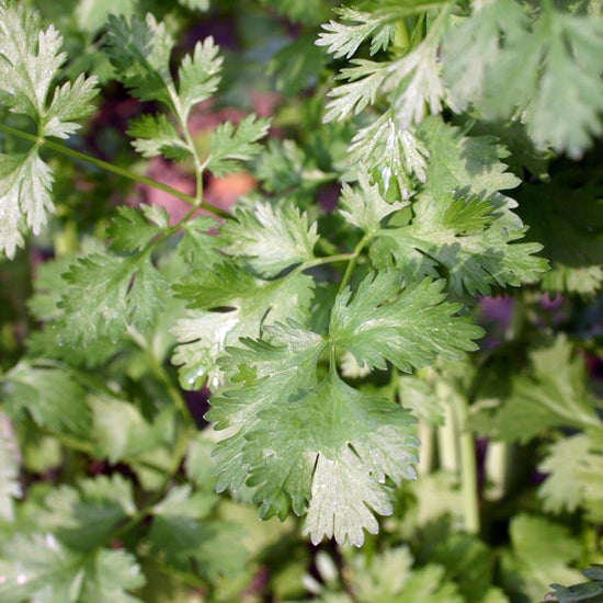 Organic Coriander Seeds