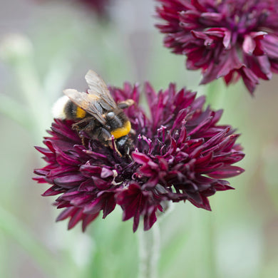 Cornflower Black Ball