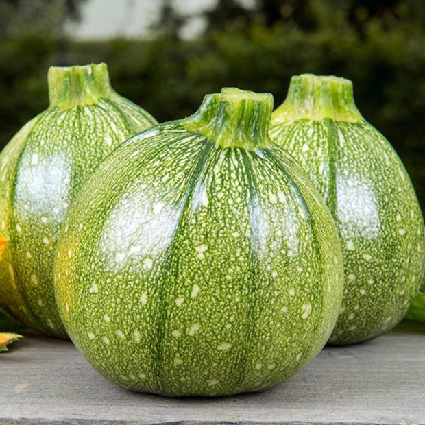 Organic Courgette Ola Redonda