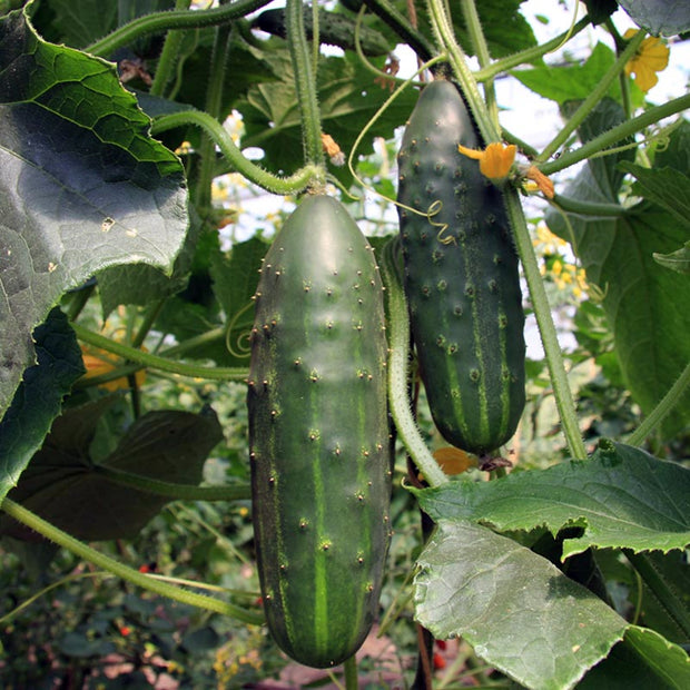 Cucumber Marketmore Seeds