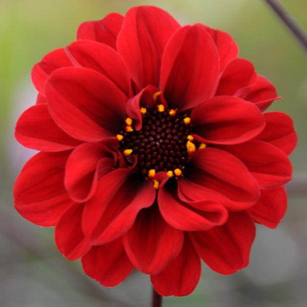 Dahlia Figaro Red Seeds