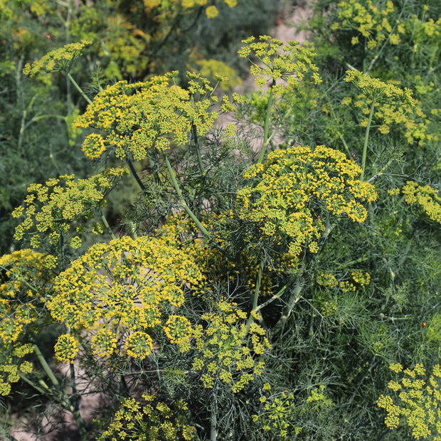 Organic Dill Seeds