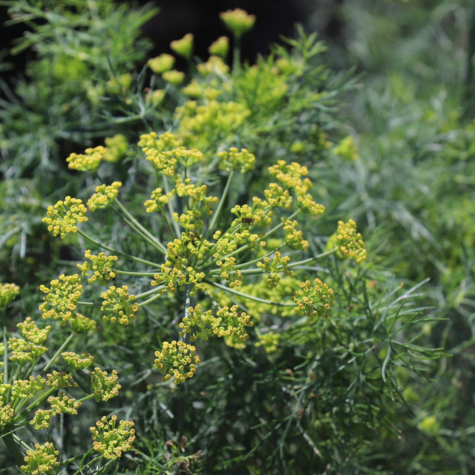 Dill Seed