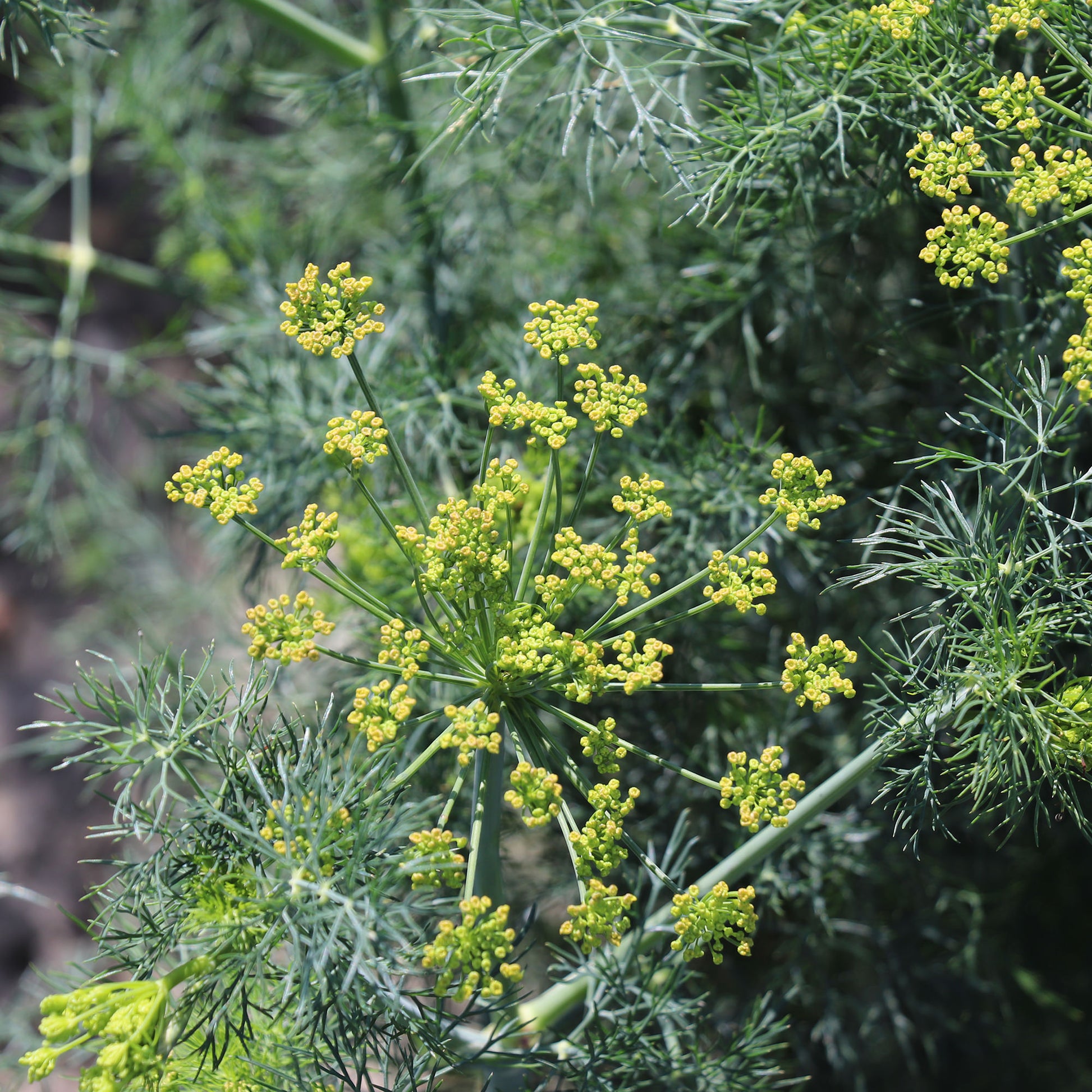 Dill Seeds Organic