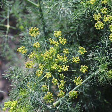 Dill Seeds Organic
