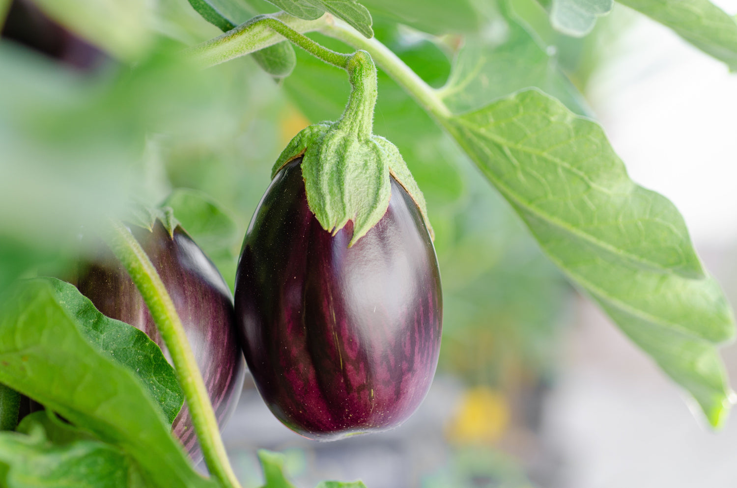 Organic Vegetable seeds