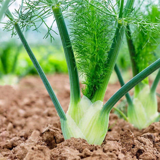 Organic Fennel Seeds