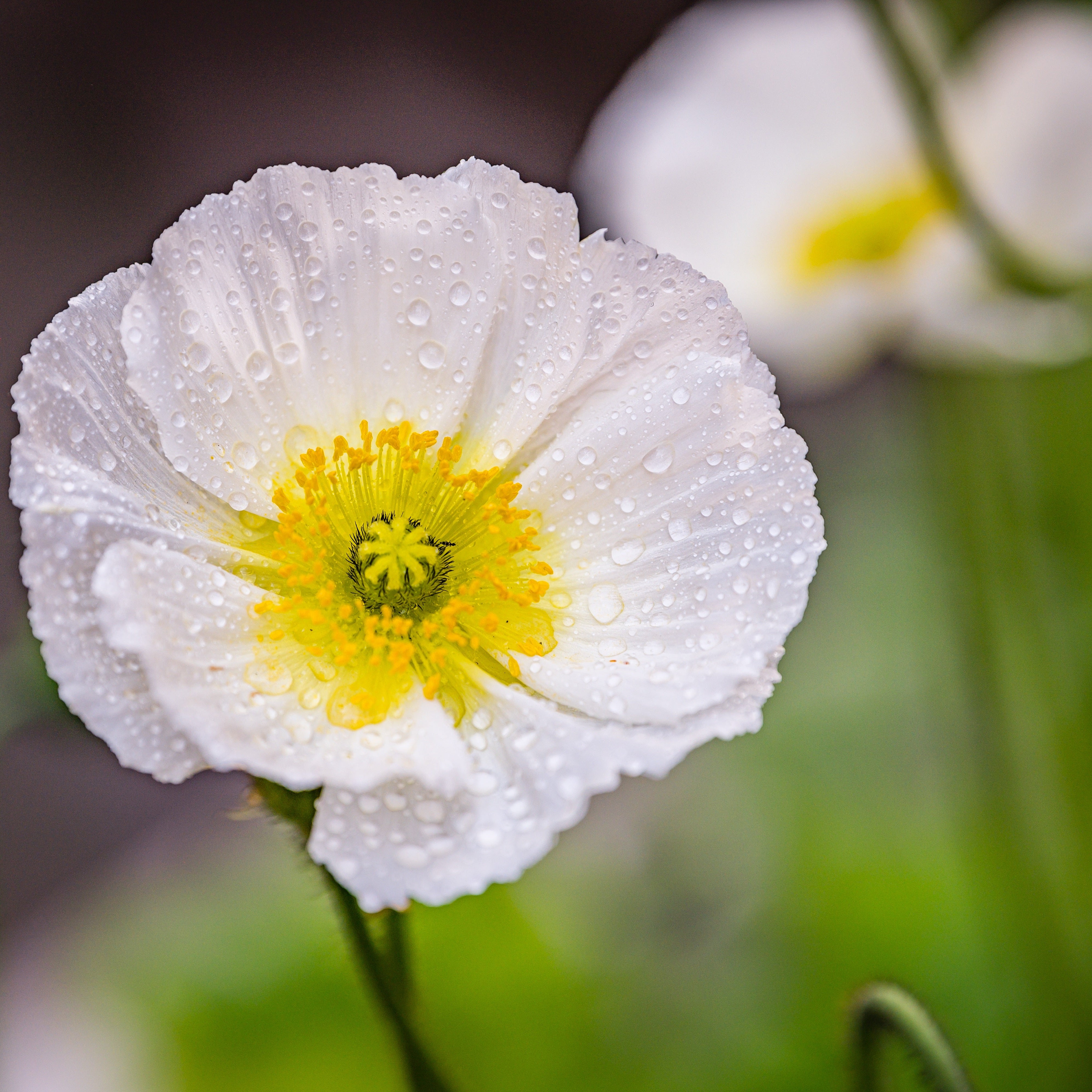 【POPPY】ポピー フローラルウェーブカーゴ 花柄 ホワイト Icelandic Poppy Seeds - Champagne bubbles white | Fontana Seeds