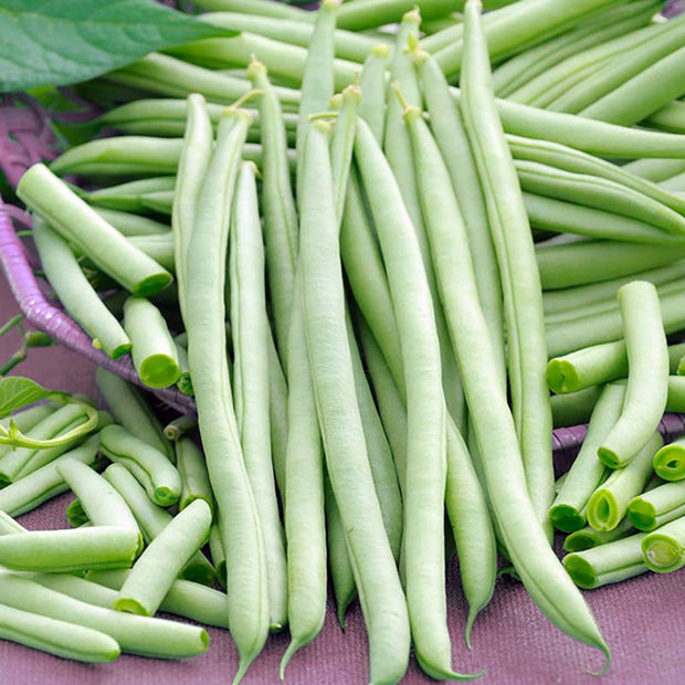 French Bean Cobra Seeds