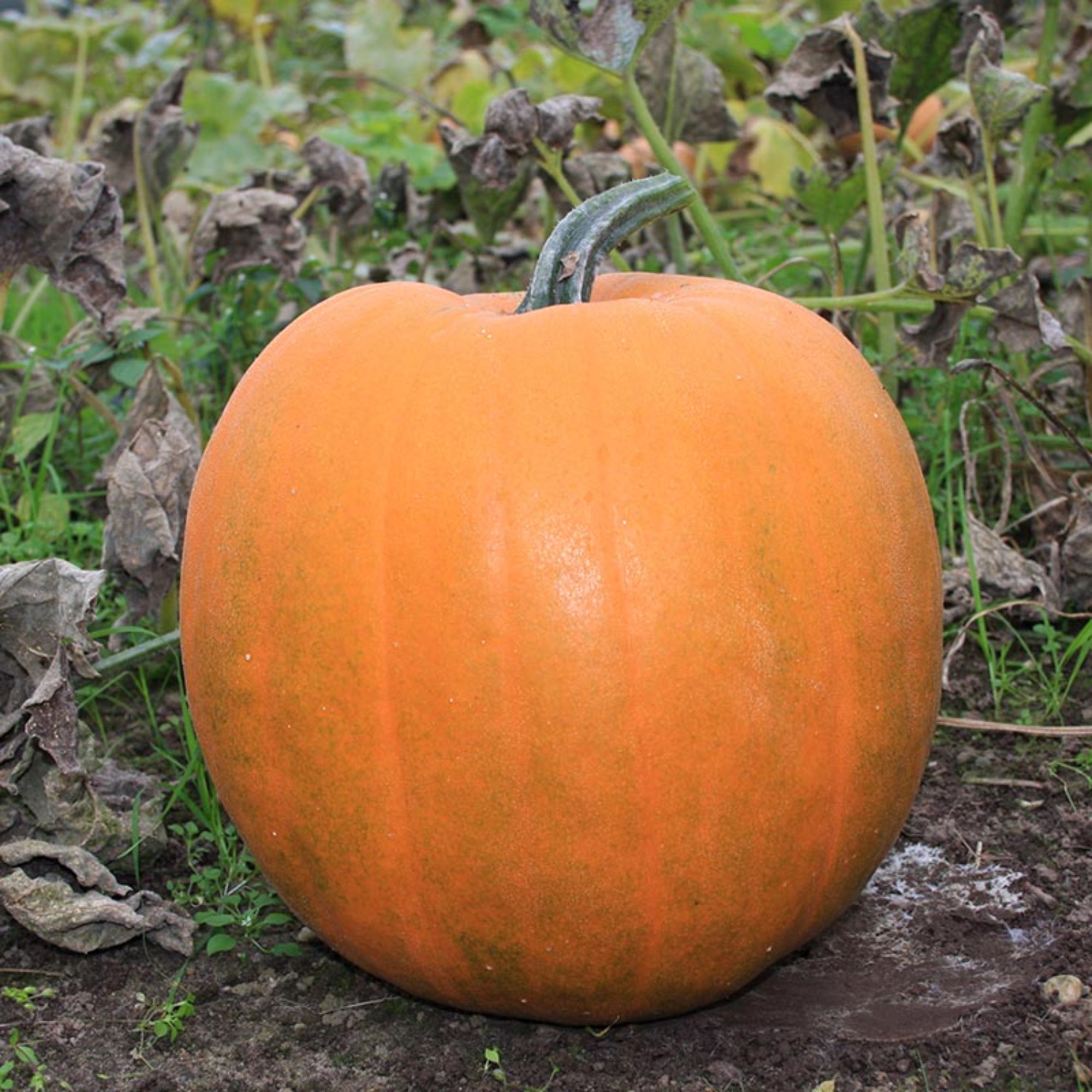 Pumpkin Jack O’Lantern Organic Seed Pack LV