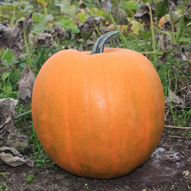 Organic Pumpkin Jack O' Lantern
