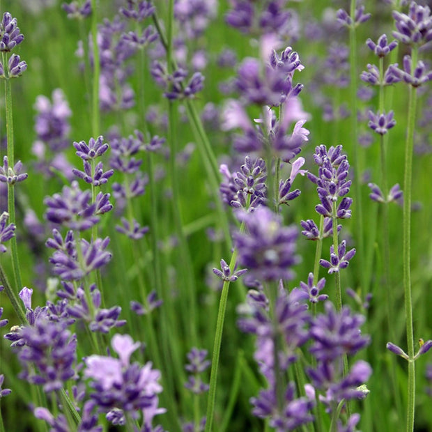 Organic Lavender Seeds