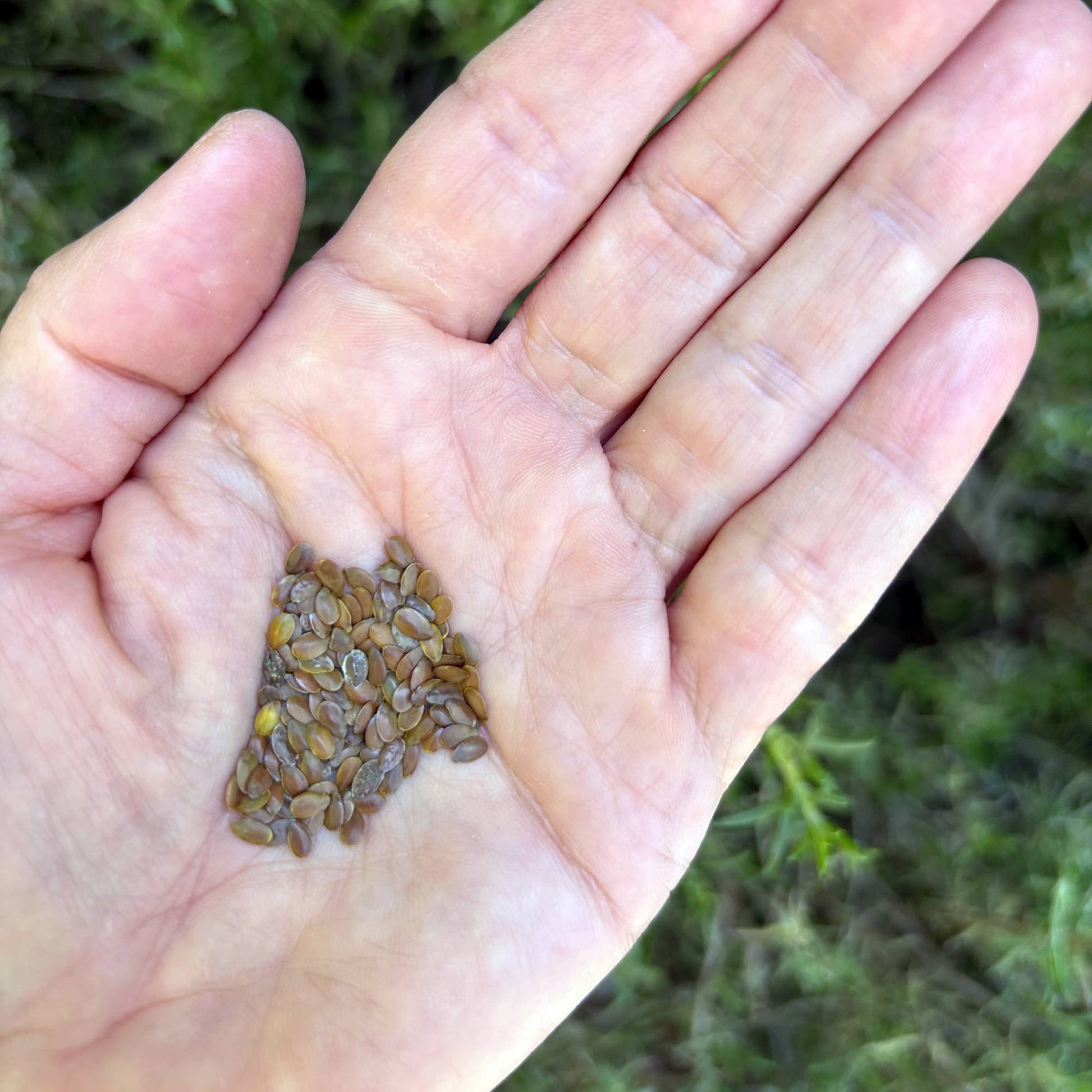 linum seeds grow flax