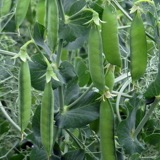 Pisello biologico primo inizio maggio