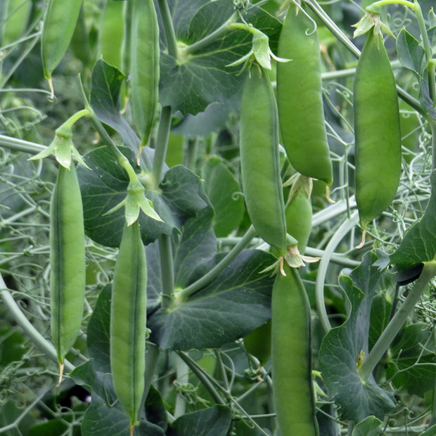 Organic Pea First Early May