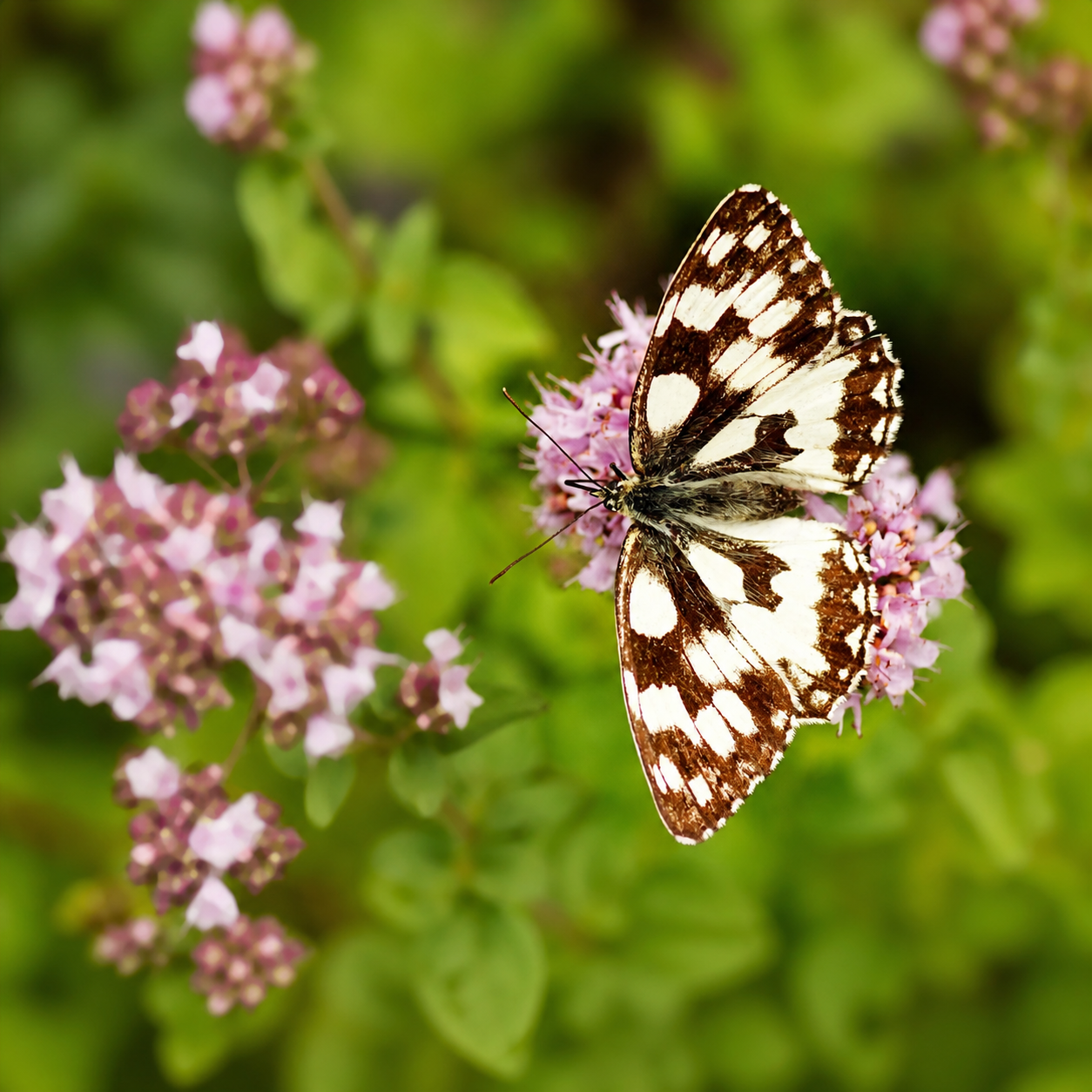 ACHETEZ DES GRAINES FAVORABLES AUX POLLINISATEURS