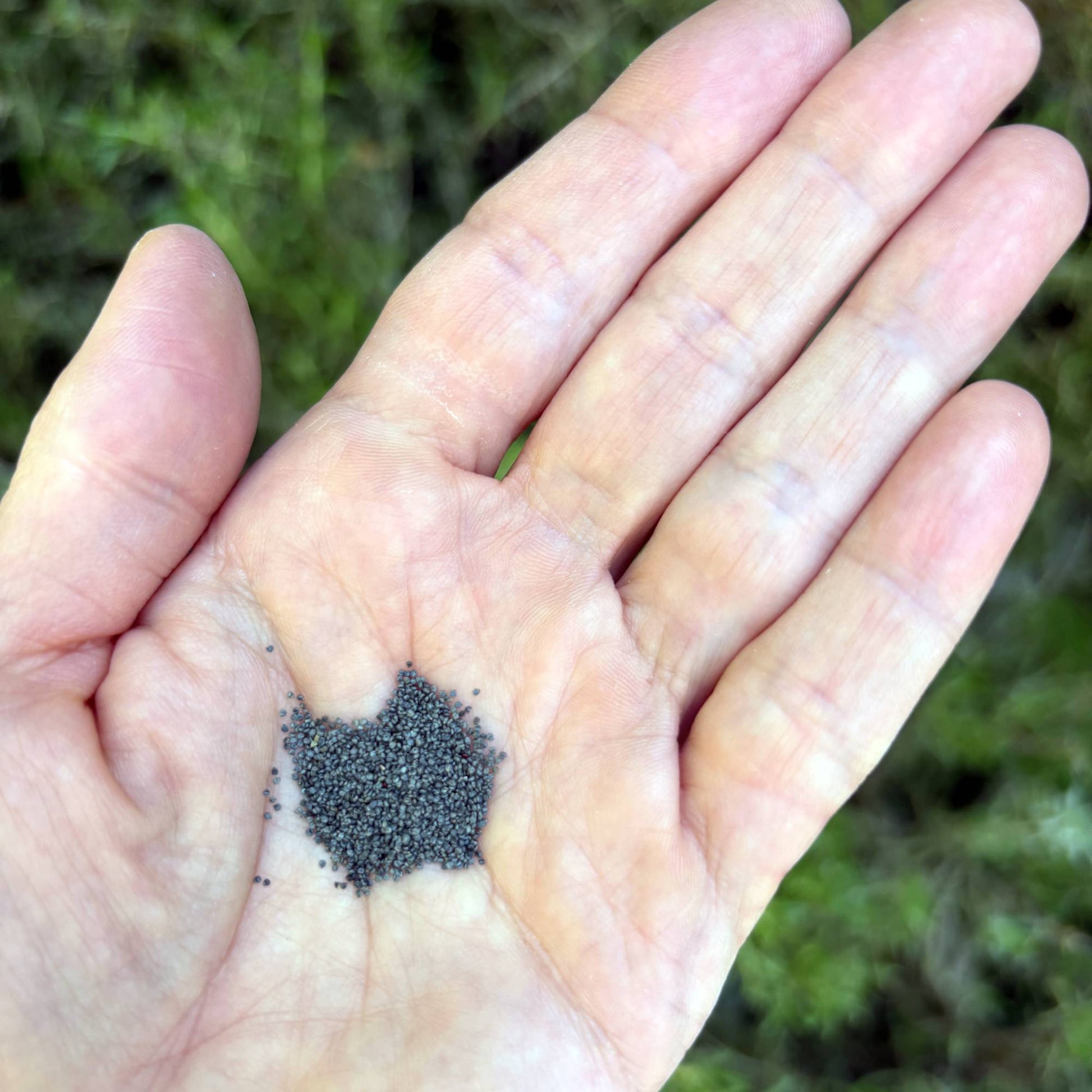Portulaca moss rose seeds