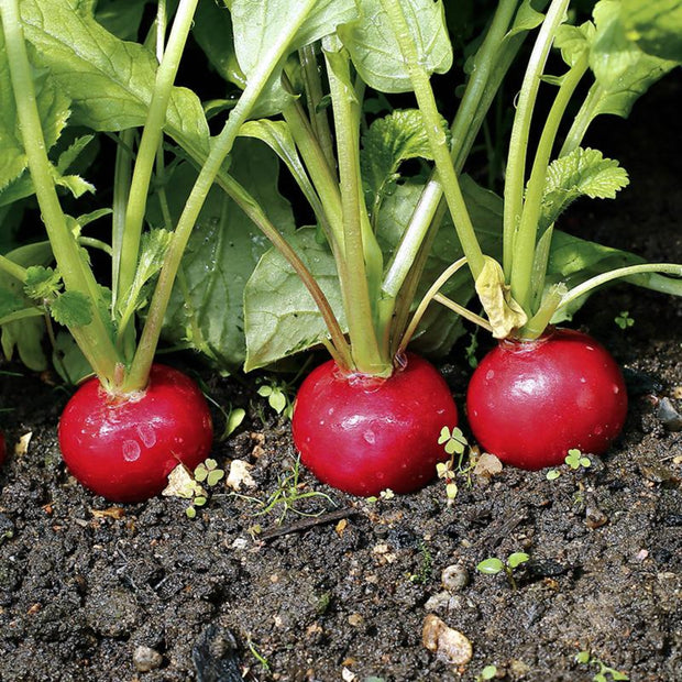 Organic Radish Cherry Belle