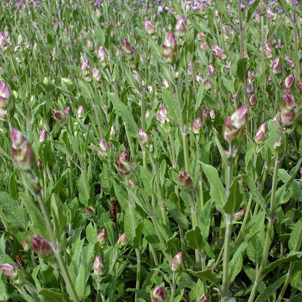 Organic Sage Seeds