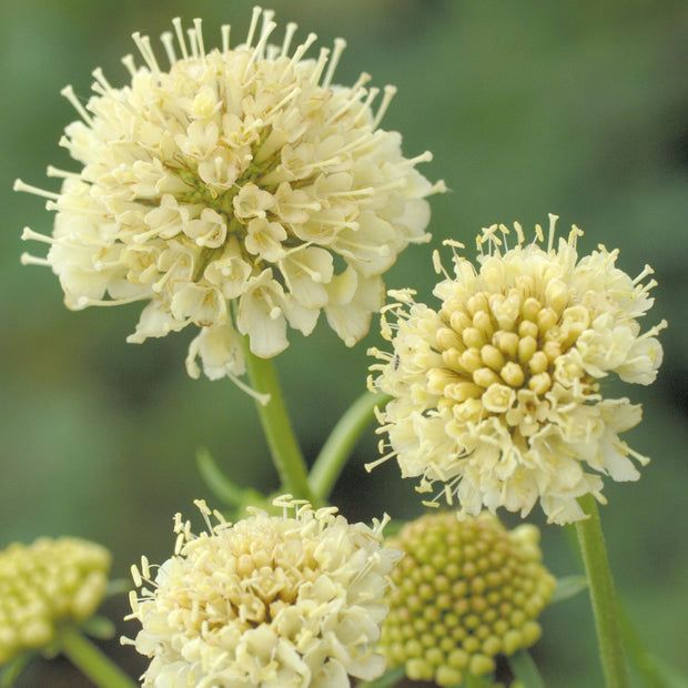 Scabiosa Fata Morgana