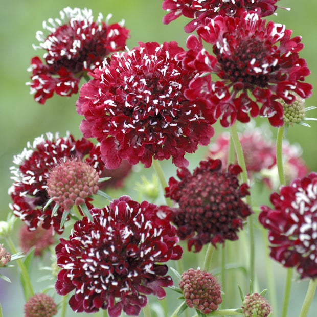 Scabiosa Fire King Seeds