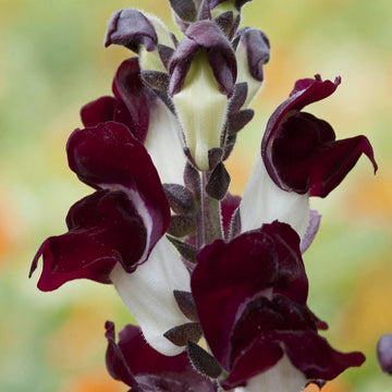 Snapdragon Night and Day Seeds