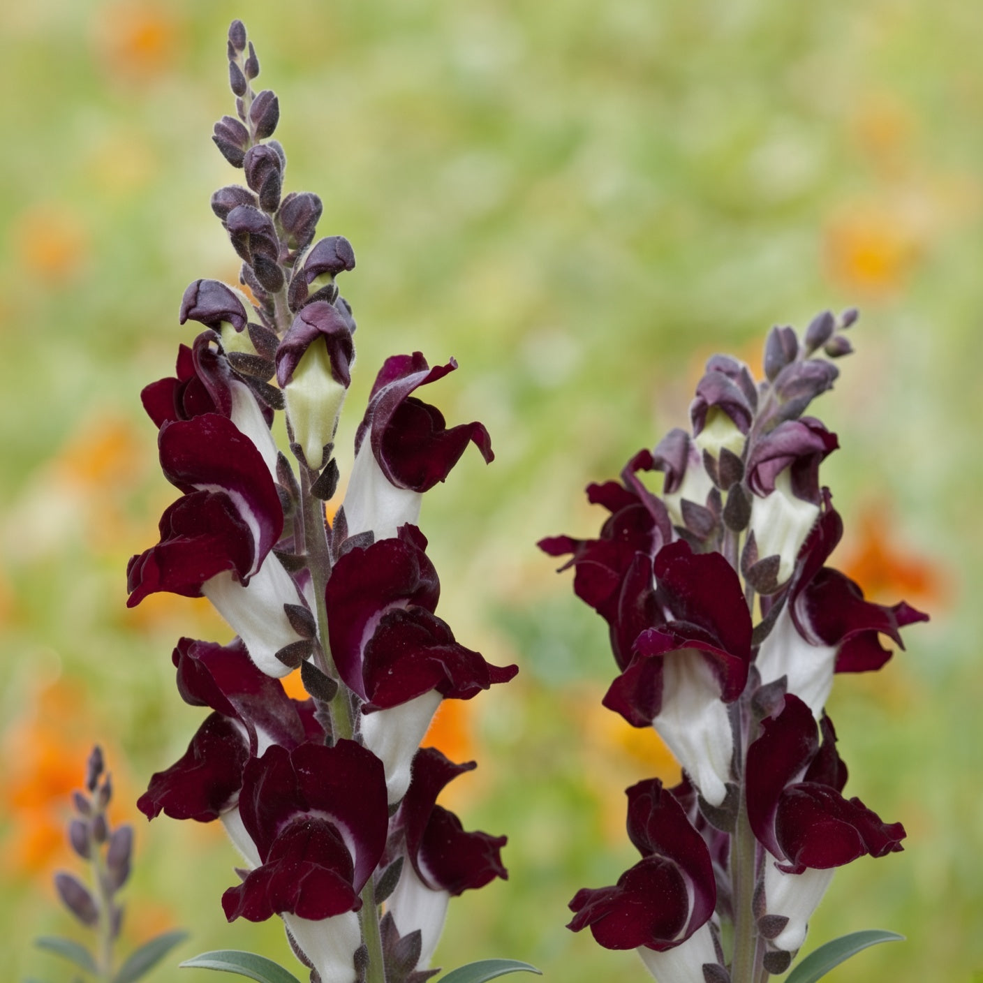 Snapdragon Night and Day Seed