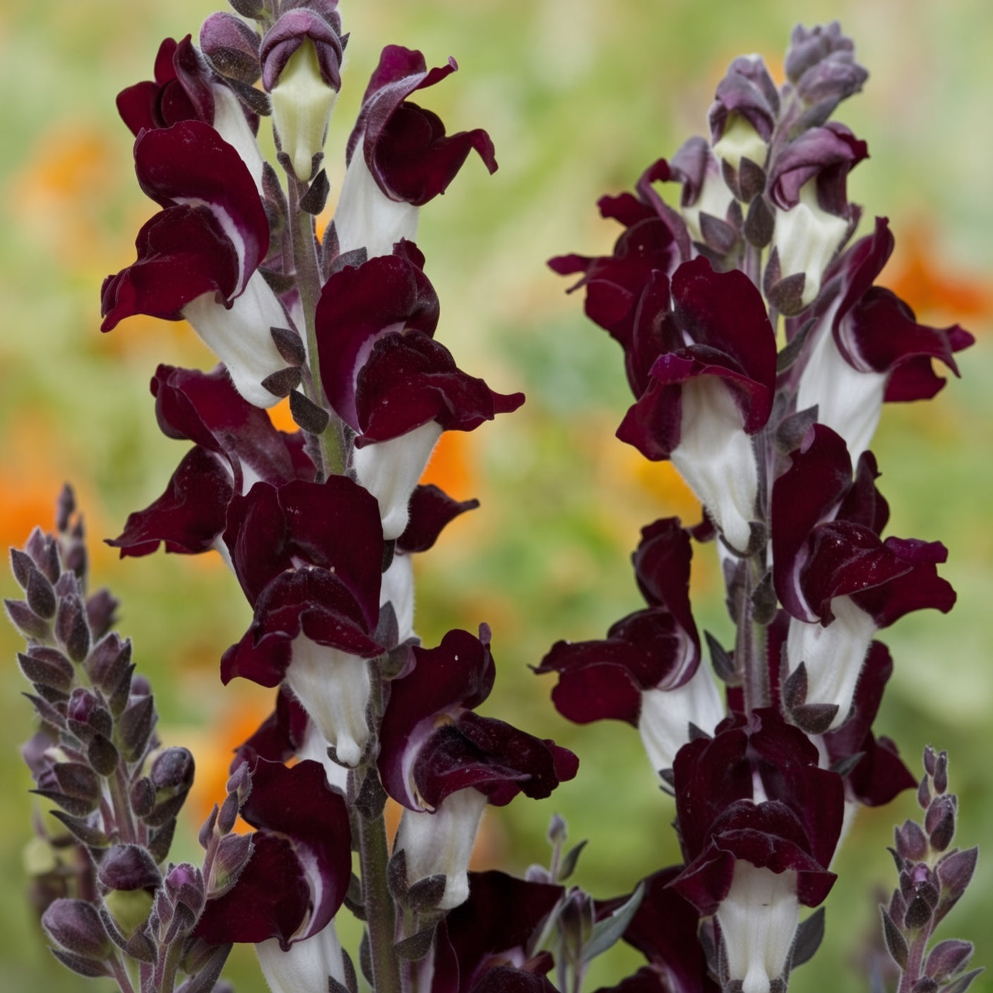 Snapdragon Night and Day Seeds