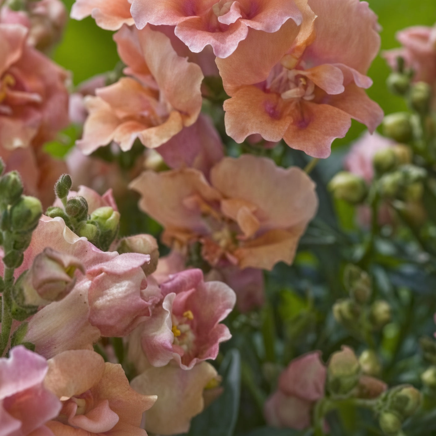 Antirrhinum Snapdragon Twinny Peach Seeds