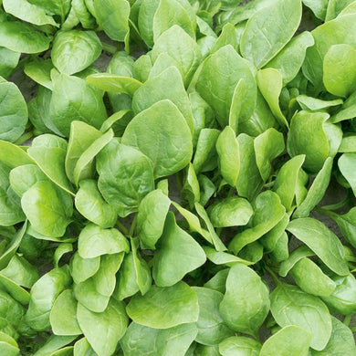 Organic Spinach Renegade