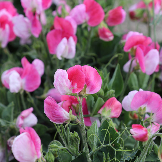 Sweet Pea Seeds