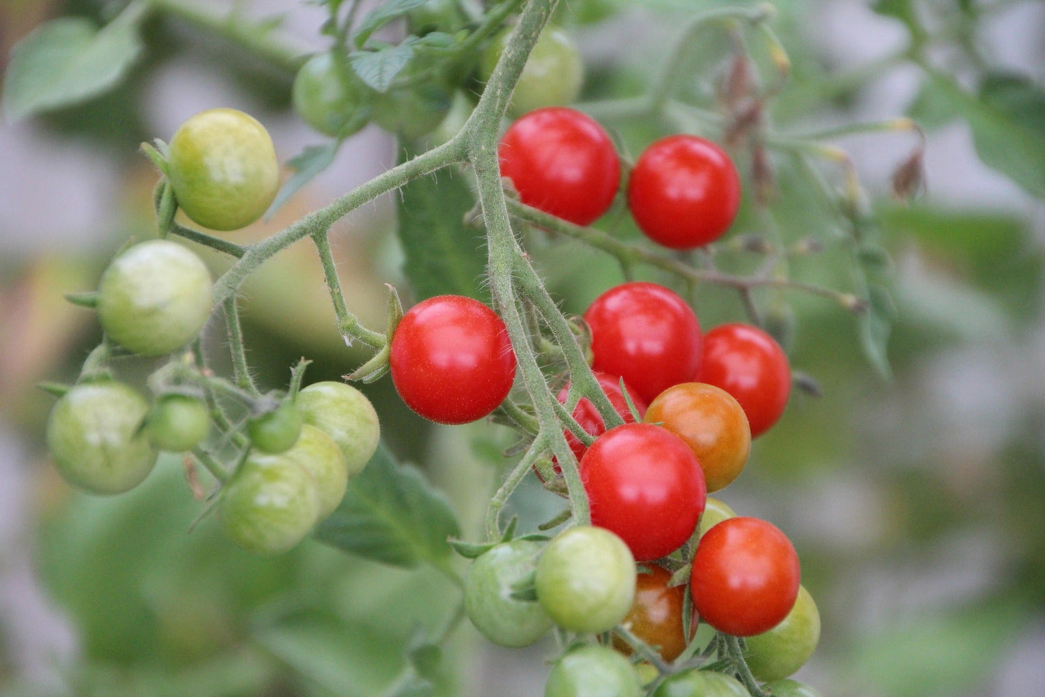 Fontana Seeds