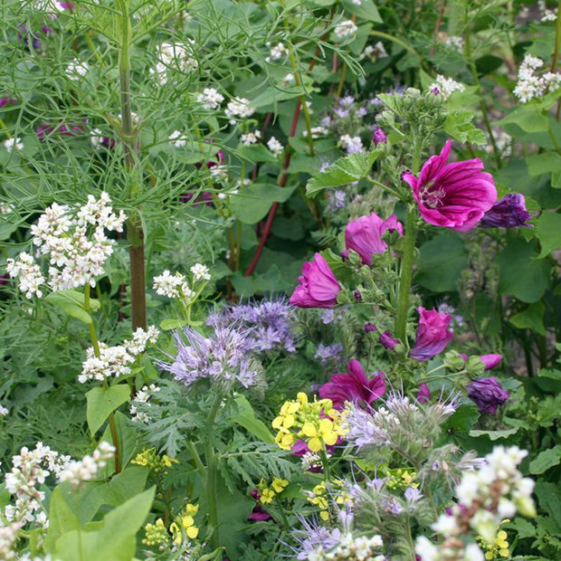 Flower Seeds for Butterflies