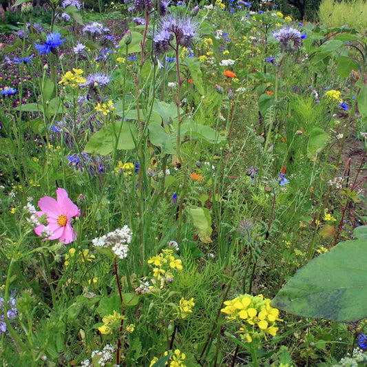 Flower Seeds for Bees