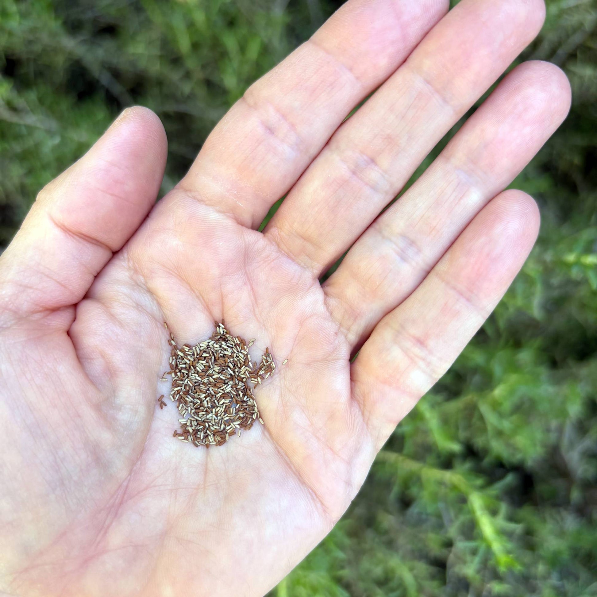 Verbena Bonariensis seeds