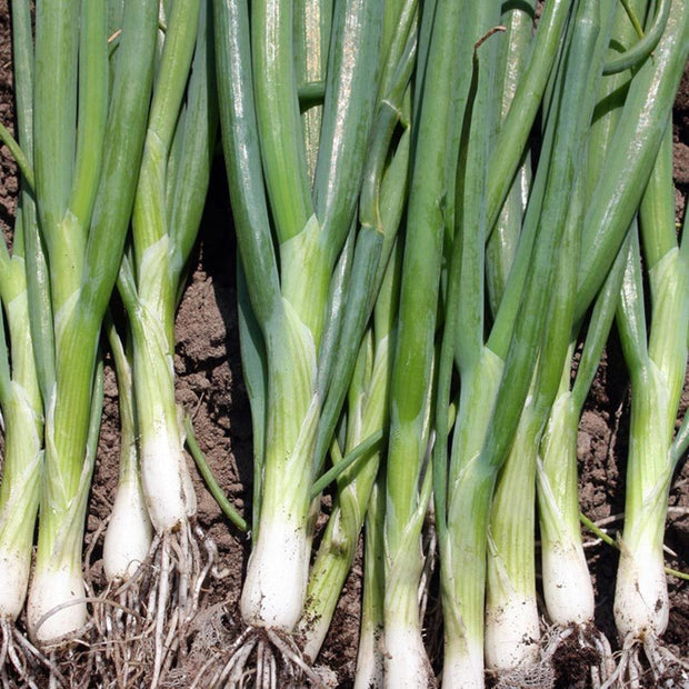 Organic Welsh Onion Ishikura Long White