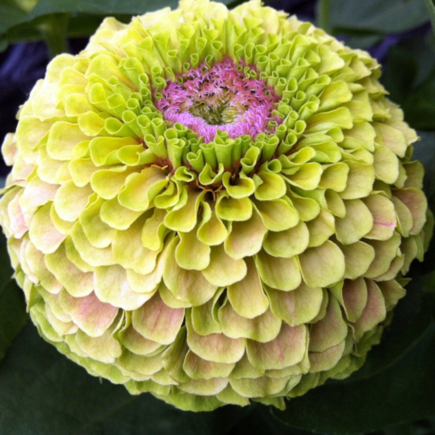 Zinnia