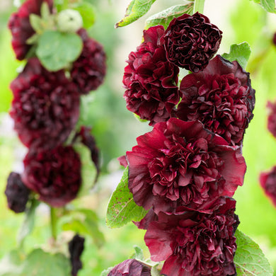 Hollyhock Chater's Maroon